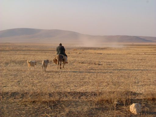 Terre aride, végétation maigre, c’est le tableau typique du haut plateau central. La poussière au loin 
			indique la présence de troupeau. Ayrancı, Karaman